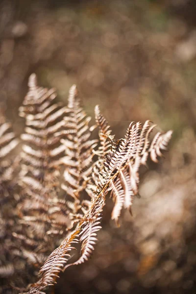 Vacker Brun Ormbunkar Löv Lövverk Naturliga Blommig Ormbunke Bakgrund Solljus — Stockfoto