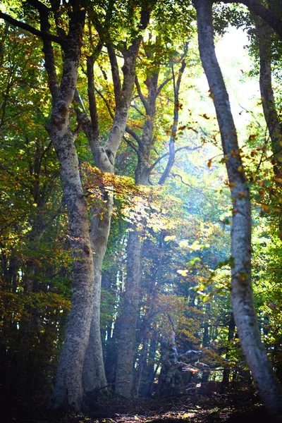 Nascer Sol Floresta Outono Paisagem Italiana — Fotografia de Stock