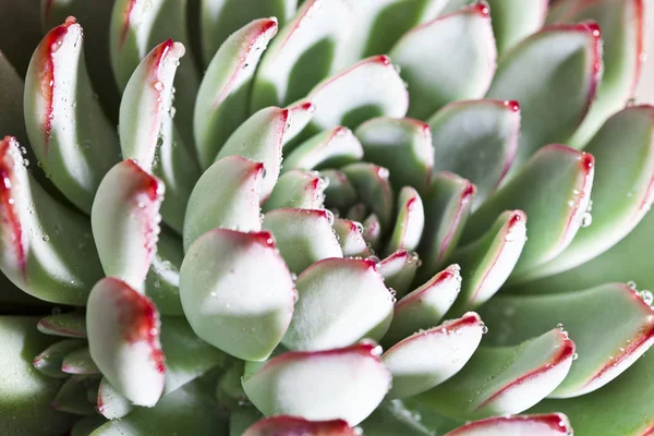 Succulent Cactus Water Drops Macro Background — Stock Photo, Image