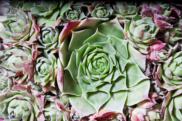 Disposizione Delle Succulente Succulente Cactus Vista Dall Alto Dall Alto — Foto Stock