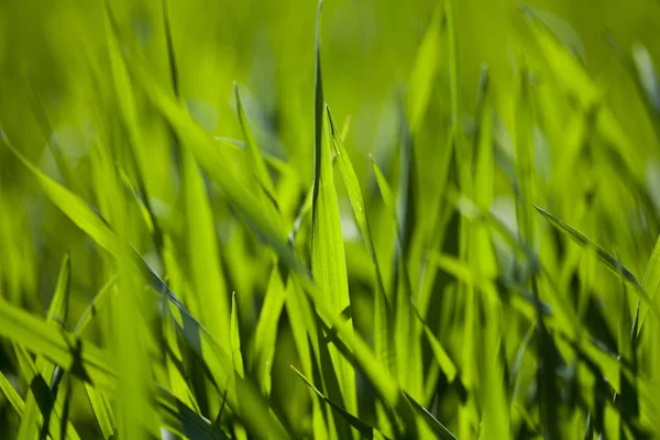 Veld van groen gras — Stockfoto