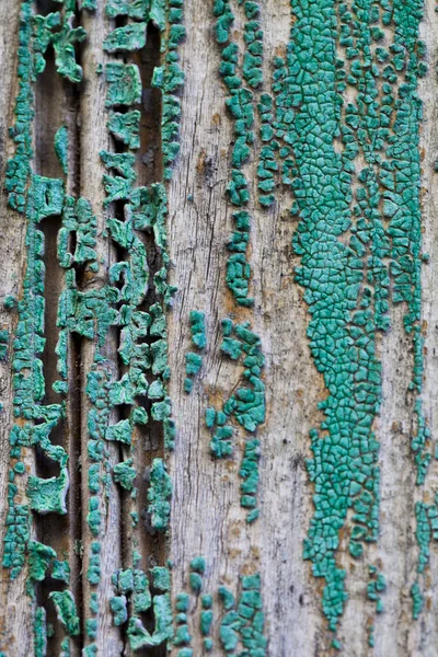 Porta de madeira velha textura fundo — Fotografia de Stock