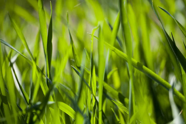 Campo de grama verde — Fotografia de Stock