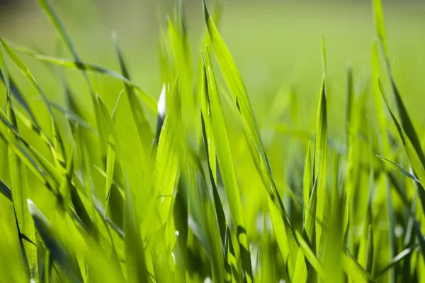 Pole trawy zielonej — Zdjęcie stockowe
