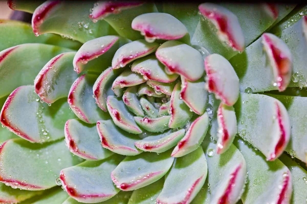 Succulent with water drops — Stock Photo, Image