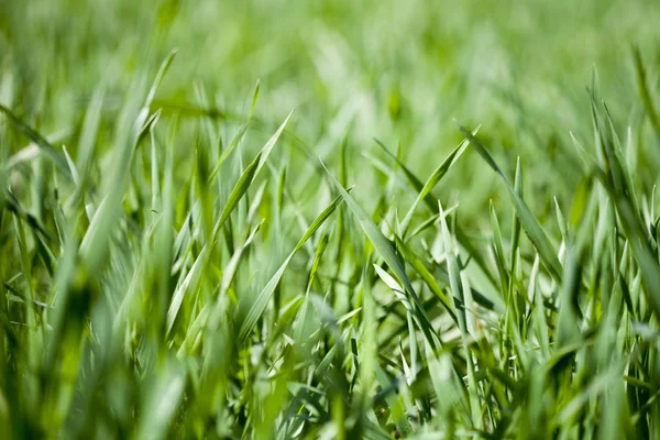 Feld aus grünem Gras — Stockfoto