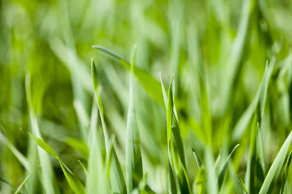 Campo de grama verde — Fotografia de Stock
