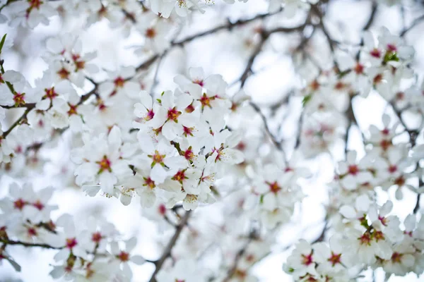 Spring blossoms background — Stock Photo, Image