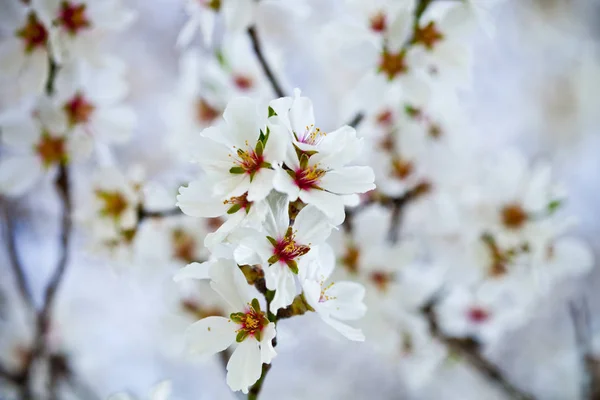 Vårblomster - bakgrunn – stockfoto