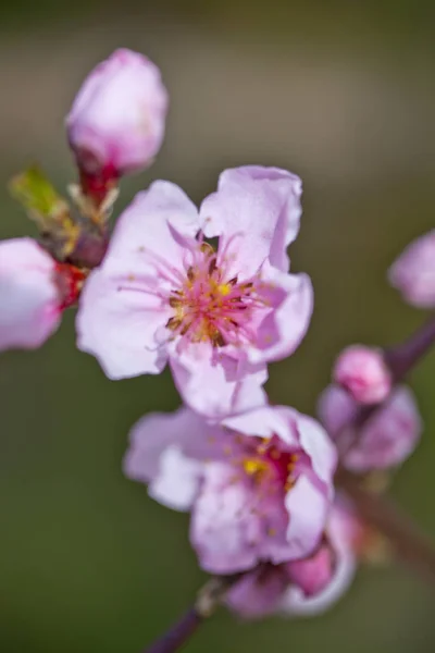 Весенние цветы, розовые персиковые цветы. — стоковое фото