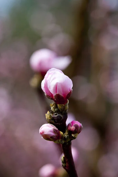 Весенние цветы, розовые персиковые цветы. — стоковое фото