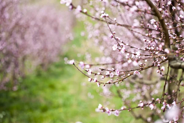 Spring peach garden, pink blossoms. — Stock Photo, Image