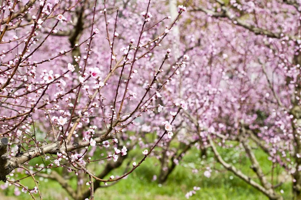 Весенний персиковый сад, розовые цветы . — стоковое фото