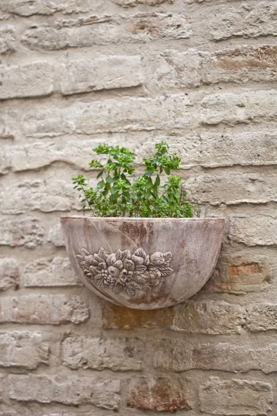 Vaso de flores com planta na parede de tijolo antigo . — Fotografia de Stock