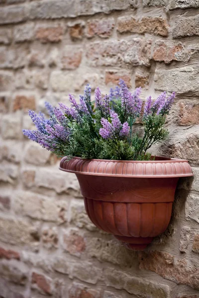 Blumentopf mit Lavendelpflanze an antiker Ziegelwand — Stockfoto