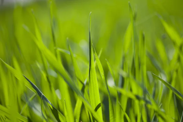 Feld aus grünem Gras. — Stockfoto