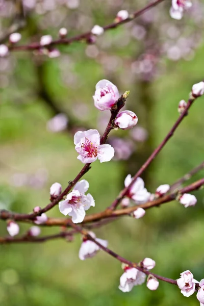 Rosa ferskenblomster. – stockfoto