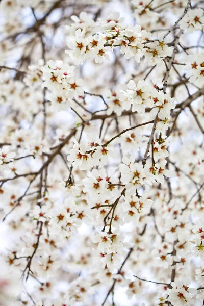 Flori albe fundal . — Fotografie, imagine de stoc