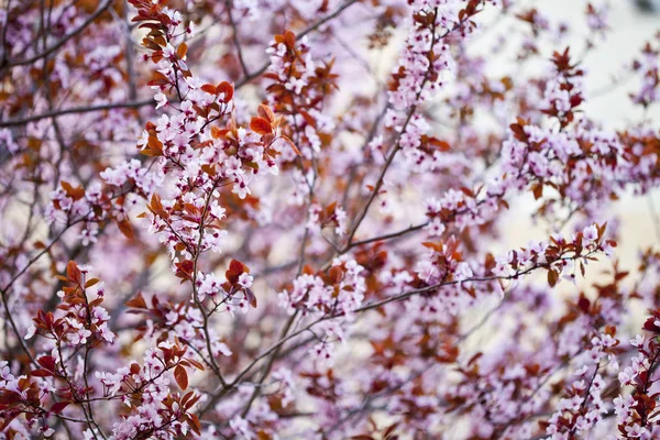Růžové broskvové květy pozadí. — Stock fotografie