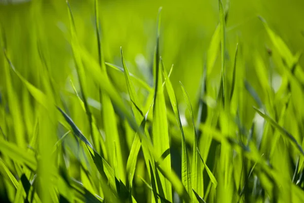 Feld aus grünem Gras — Stockfoto