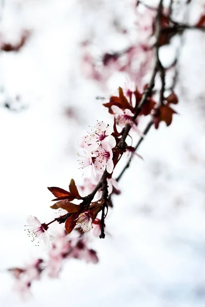 Fleurs de printemps roses . — Photo