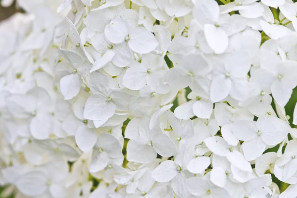 Witte hortensia close-up beeld. — Stockfoto