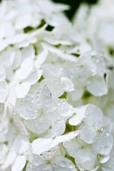 Hortênsia branca com gotas de água . — Fotografia de Stock