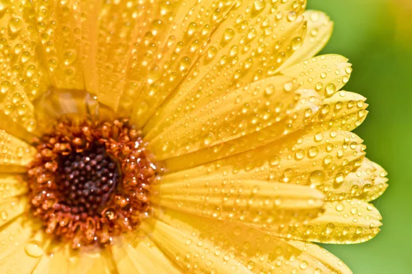 Fiore di gerbero giallo con gocce d'acqua . — Foto Stock
