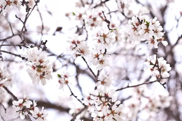 Spring blossoms. — Stockfoto