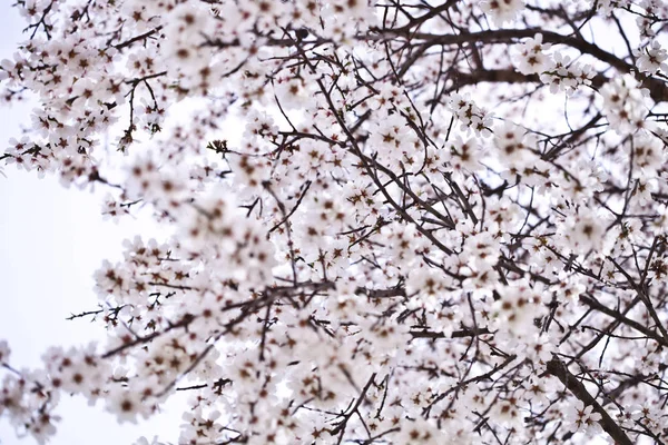 Flores de primavera . — Fotografia de Stock