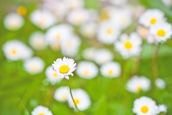 Camomilla fiori campo sfondo . — Foto Stock