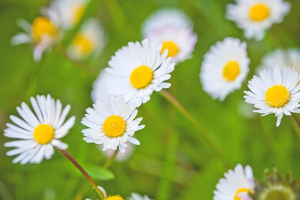 カモミールの花のフィールドの背景. — ストック写真