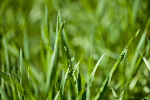Champ vert d'été d'herbe fraîche — Photo