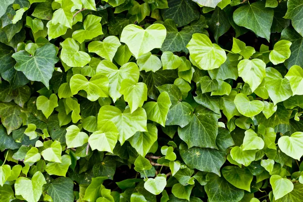 Hojas verdes patrón de fondo. —  Fotos de Stock