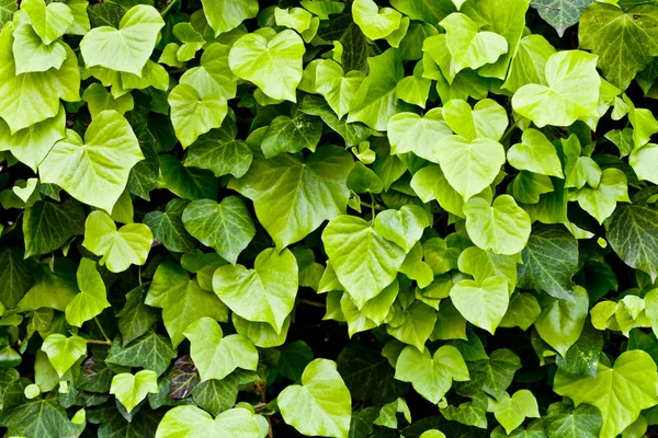 Groene bladeren patroon achtergrond. — Stockfoto