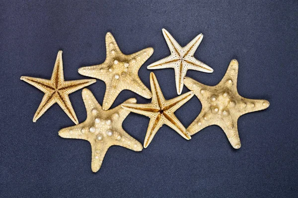 Vista superior de seis estrellas de mar . — Foto de Stock