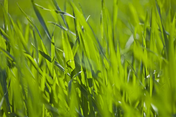 Frühling Feld von grünem Gras — Stockfoto