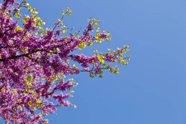 Sabah güneş ışığında taze pembe çiçekler ile Dalları.