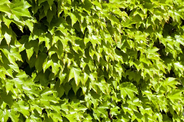 Folhas verdes padrão fundo. — Fotografia de Stock