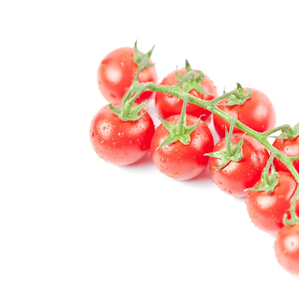 Świeże organiczne mokre pomidory cherry kiść zbliżenie, izolowane na WHI — Zdjęcie stockowe