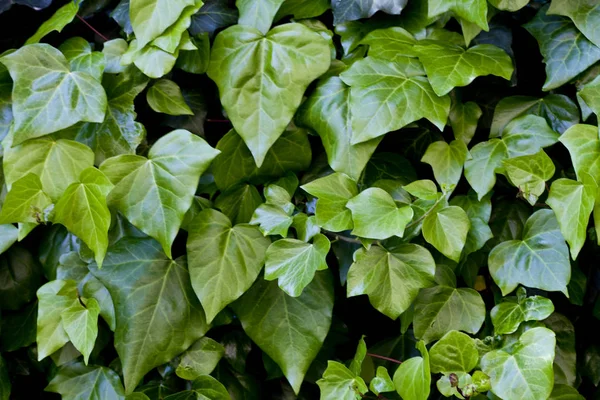 Folhas verdes padrão fundo. — Fotografia de Stock