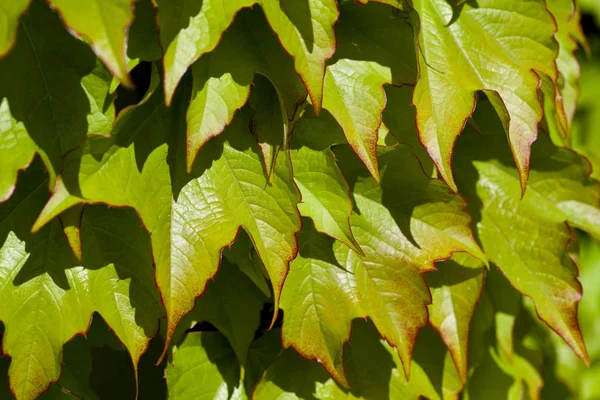 Green leaves pattern background. — Stock Photo, Image