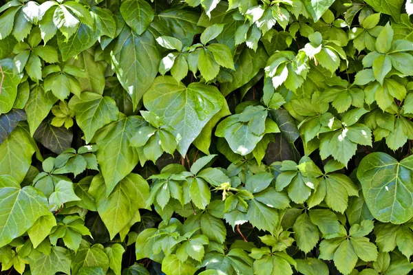 Hojas verdes patrón de fondo. —  Fotos de Stock