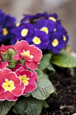 Primula pembe ve mavi saksı çiçekler.