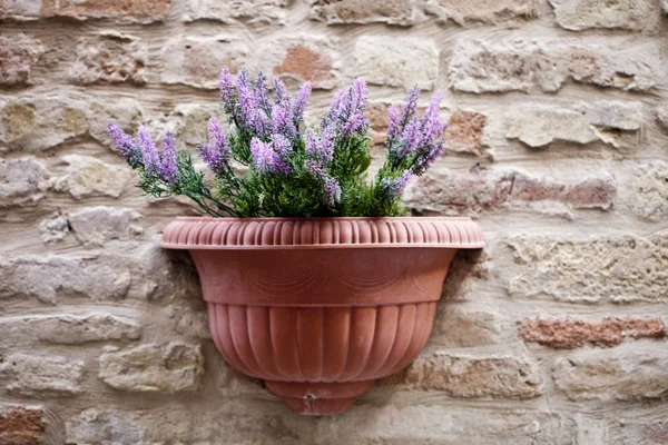 Blumentopf mit Lavendelpflanze an antiker Ziegelwand. — Stockfoto