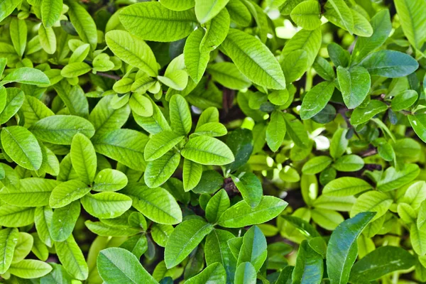 Zielone liście wzór tła. — Zdjęcie stockowe