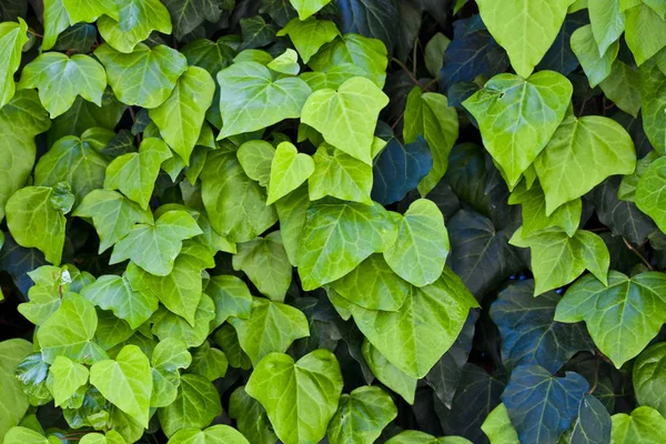Green leaves pattern background. — Stock Photo, Image