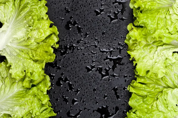 Green organic lettuce salad leaves frame on wet black background