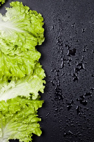 Quadro de folhas de salada de alface orgânica verde no fundo preto molhado — Fotografia de Stock