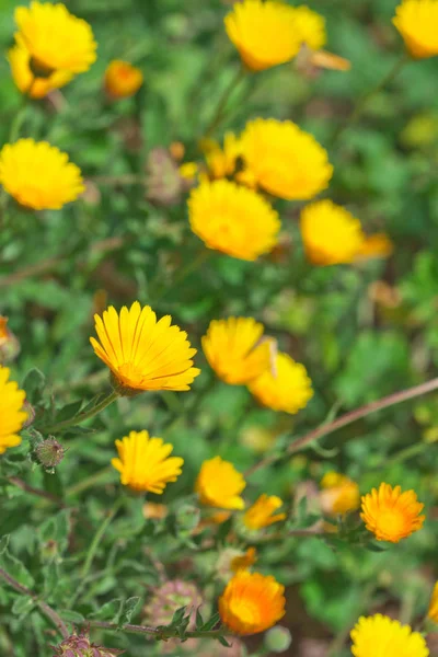 Groen veld met gele lente bloemen. — Stockfoto